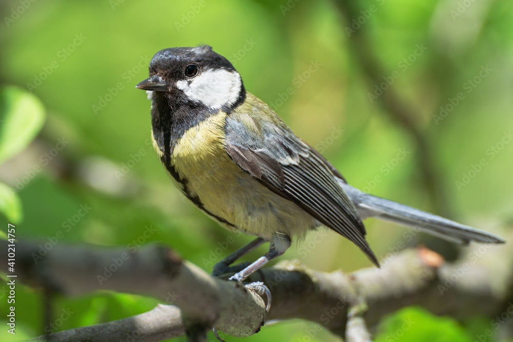 Great tit (Parus major) on branch. Czechia. Europe. Great tit (Parus major) on branch. Czechia. Europe.