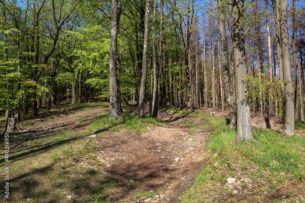 Hostyn Hills. Forest path among trees. Czechia. Europe. Hostyn Hills. Forest path among trees. Czechia. Europe.