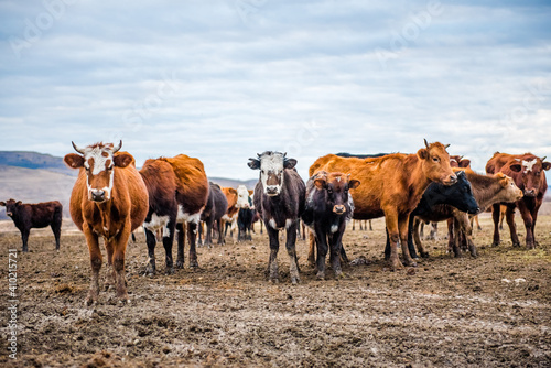 Calves on the fieldA group of cows is walking on the ground in the field. The field is part of agricultural land. It's an autumn day in Russia. A herd of cows looking into the lens on an autumn day