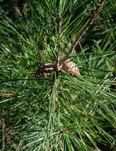 Pine Pinus densiflora Umbraculifera. Miniature last year brown female cones on blurred background of long green pine needles. Close-up.  Evergreen autumn garden. Selective focus. Nature concept.