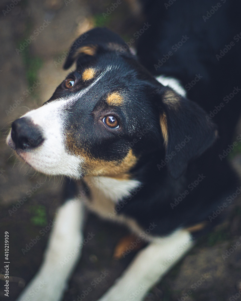 Puppy looking up at it's owner Puppy looking up at it's owner