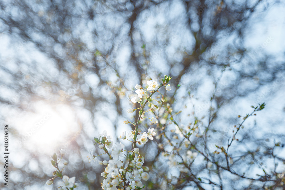 Branch of blossoming cherry tree with white flowers on blue sky background in sun rays light