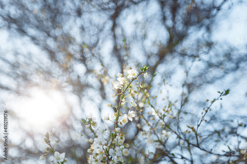 Branch of blossoming cherry tree with white flowers on blue sky background in sun rays light