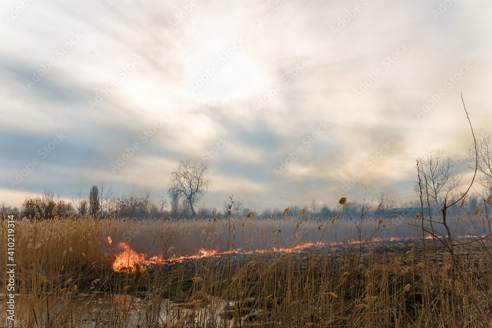 Burning reeds. Nature fire landscape. Devastation of wildlife, human influence on planet. Air pollution, hot and dry climate, environment, Earth saving concept