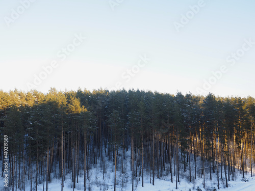 Winter forest in Belarus