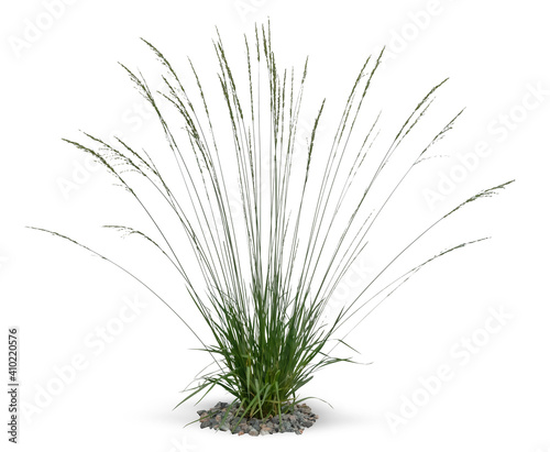 Single tuft of ornamental grass isolated on white background