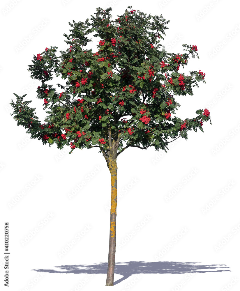 Rowan tree with red berries isolated on white background
