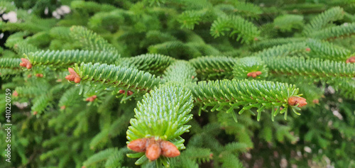 Selective focus shot of Spanish fir branches photo