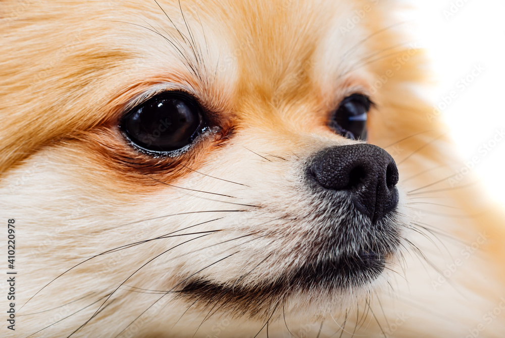 Dog face close-up. The muzzle of a Pomeranian. Dog Dog face close-up. The muzzle of a Pomeranian. Dog