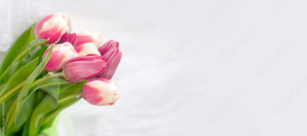 pink and white tulip buds with fresh green leaves in soft light on white background. Holland tulip flowers isolate. Macro banner format pink and white tulip buds with fresh green leaves in soft light on white background. Holland tulip flowers isolate. Macro banner format