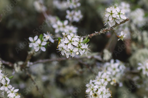Hawthorn white flowers © Azahara MarcosDeLeon