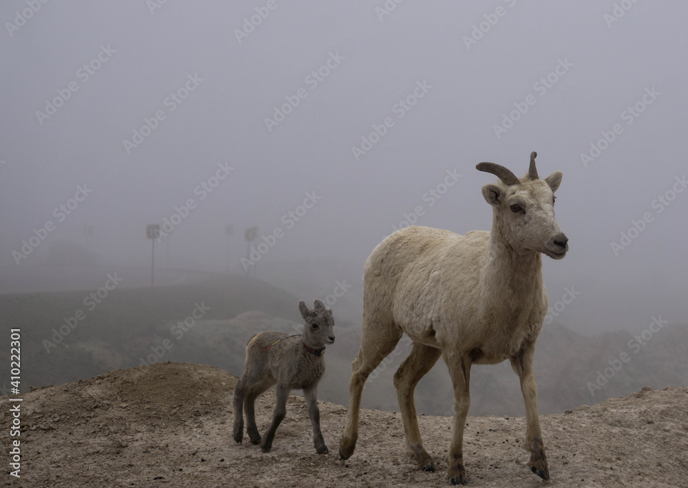 Naklejka premium sheep in the mountains