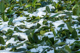 unusual, rare weather in the tropics, snow on plants in winter in cold 