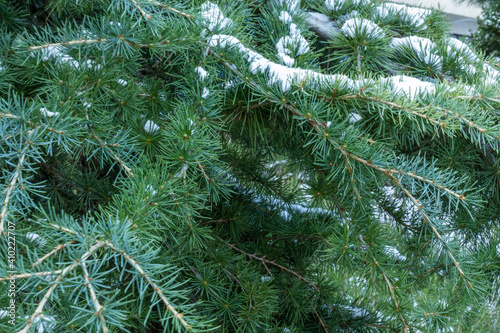 beautiful, natural, green coniferous tree with snow in cold weather in winter at Christmas and New Year © TANIANA GRYAZNEVA