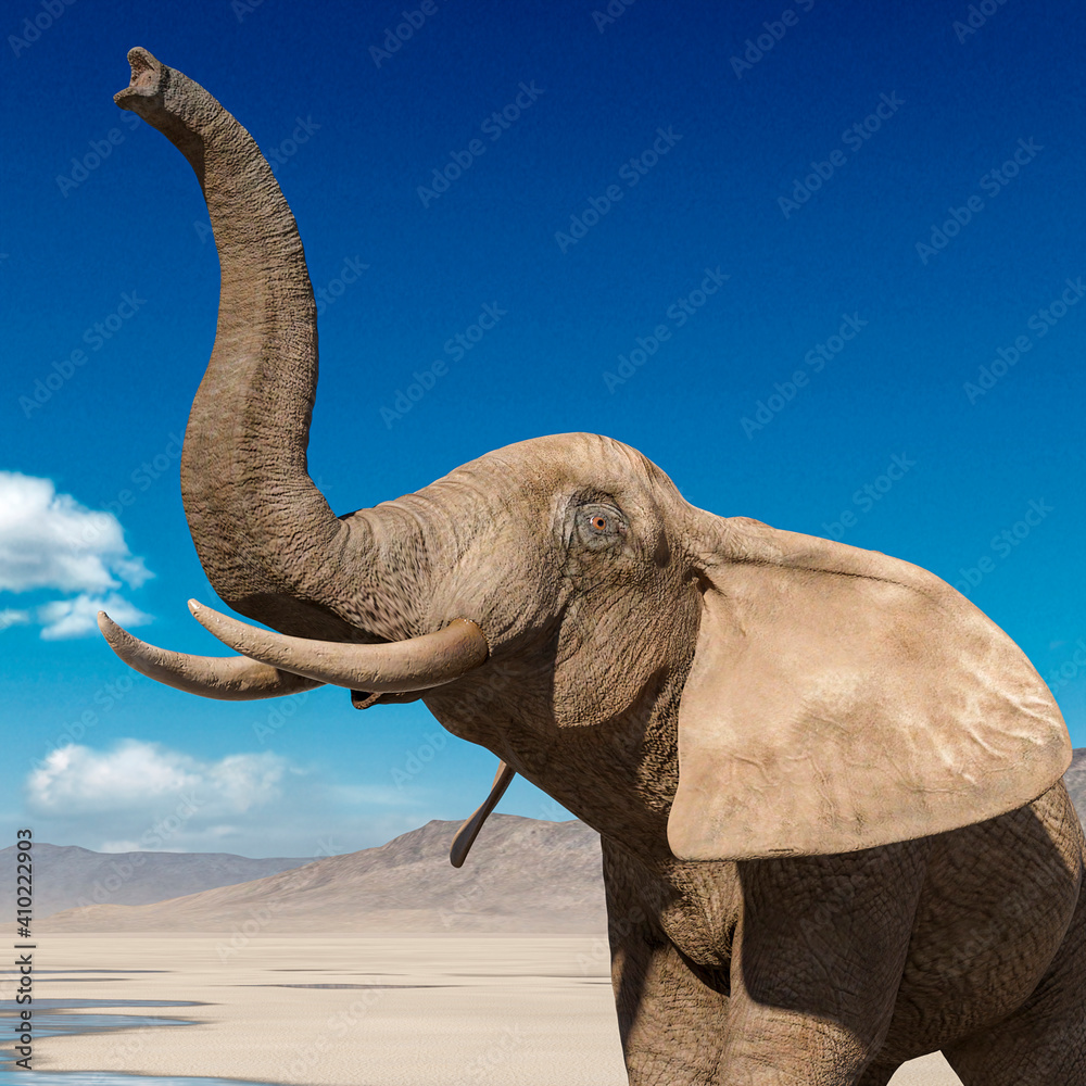 Fototapeta premium african elephant is doing a scent pose on desert after rain close up view