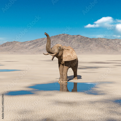 african elephant is doing a scent pose on desert after rain cool view