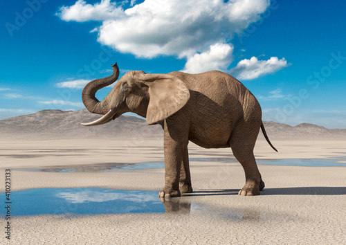 african elephant is doing a trumpet pose on desert after rain side view