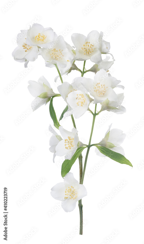 isolated fine  jasmin branch with white blooms