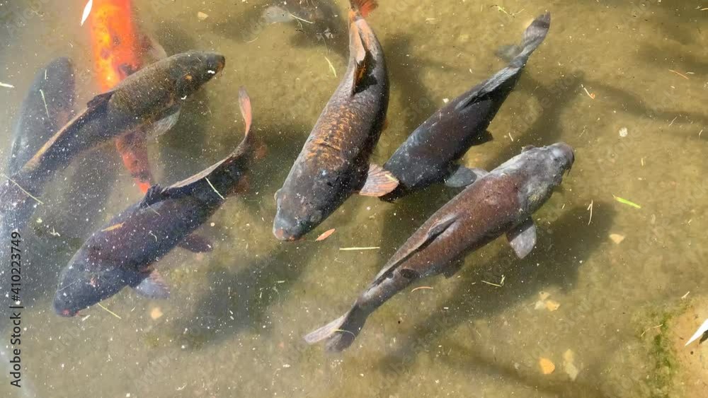 Pez koi en estanque estilo japones /  Koi fish in japanese style pond