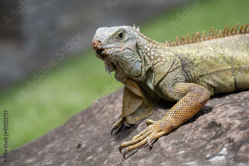Photos Iguana lazing in the sun on a large rock