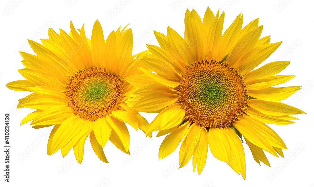 Naklejka premium Sunflowers bouquet isolated on white background. Sun symbol. Flowers yellow, agriculture. Seeds and oil. Flat lay, top view. Bio. Eco. Creative