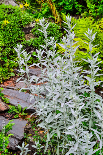 Silver wormwood or sagebrush Artemisia ludoviciana Silver Queen - ornamental scented plant with silver colored leaves for garden landscaping. Decorative plant in landscape design photo