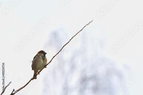 Oiseau