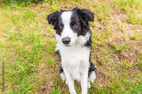 Fototapeta Naklejka Na Ścianę i Meble -  Outdoor portrait of cute smiling puppy border collie sitting on grass flower background. New lovely member of family little dog gazing and waiting for reward. Pet care and funny animals life concept.
