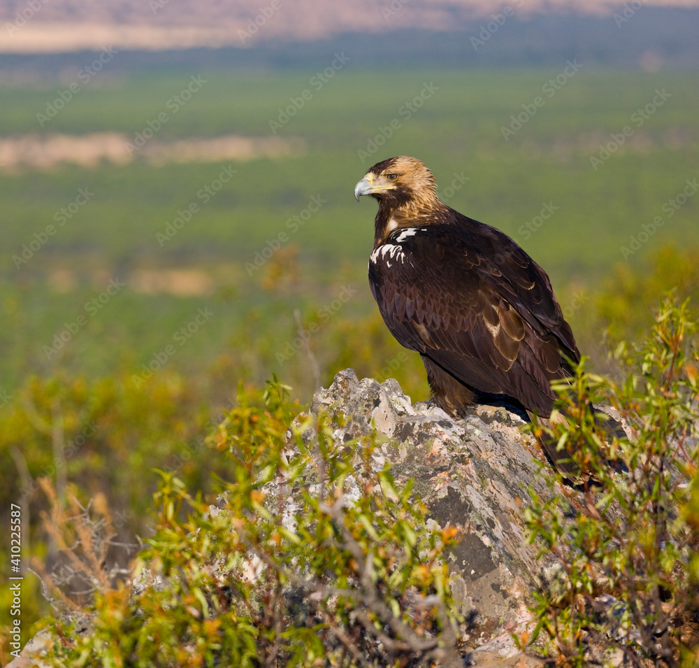 Fototapeta premium IMPERIAL EAGLE, AGUILA IMPERIAL IBERICA, Aquila adalberti