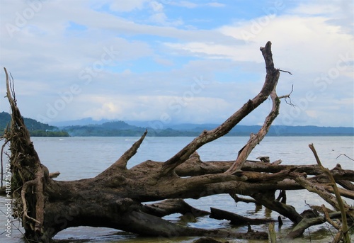 dead tree on the shore