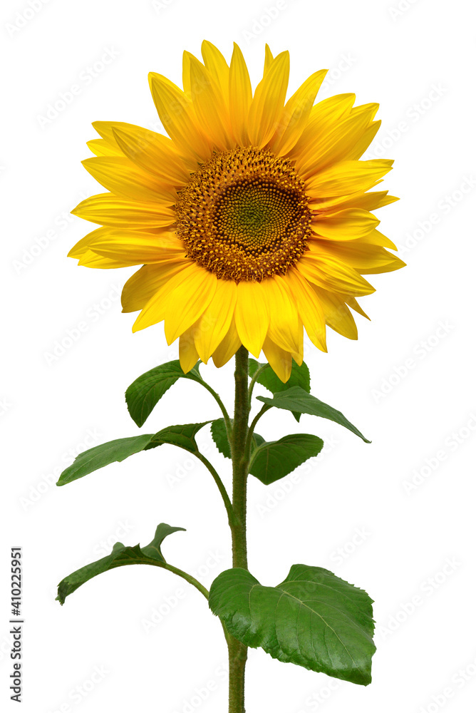 Obraz premium Sunflower isolated on white background. Sun symbol. Flowers yellow, agriculture. Seeds and oil. Flat lay, top view