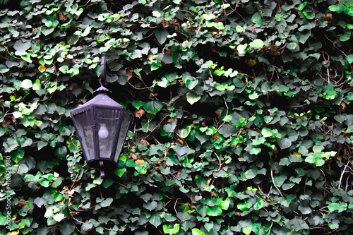 green wall