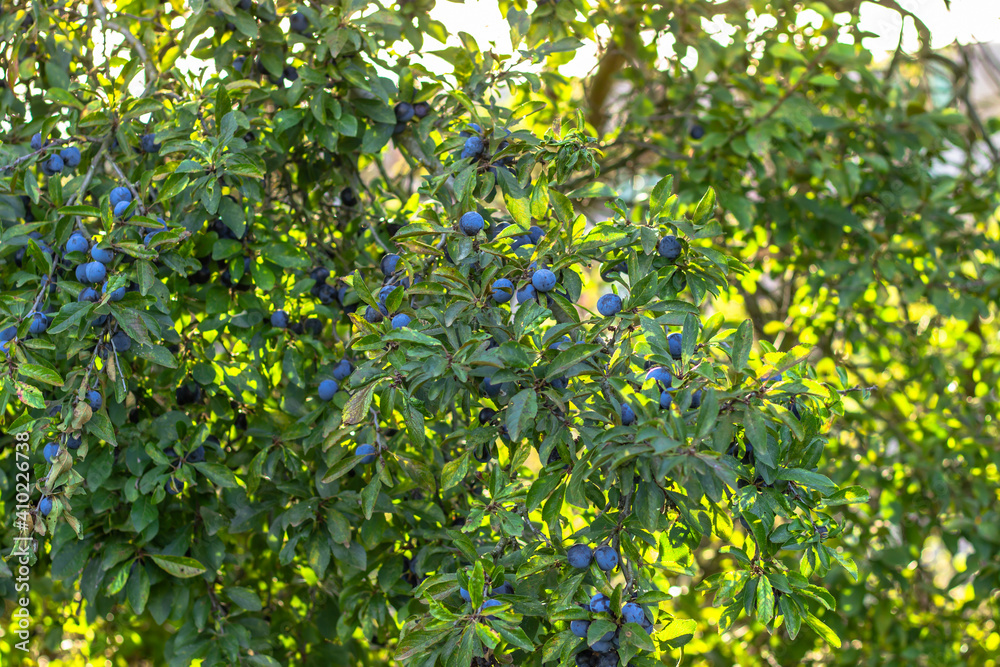 Prunus spinosa, called blackthorn or sloe. Blue berries of blackthorn ripen on bushes selective focus. Fresh blackthorn berries with twig, branch and leaves. Autumn wild fruit harvest.Close up of sloe Prunus spinosa, called blackthorn or sloe. Blue berries of blackthorn ripen on bushes selective focus. Fresh blackthorn berries with twig, branch and leaves. Autumn wild fruit harvest.Close up of sloe
