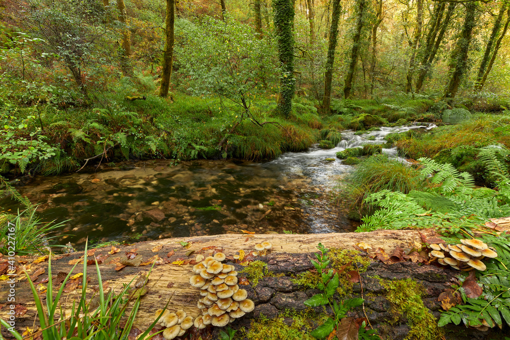 Close-up of mushrooms on a fallen tree trunk next to a river in the middle of a forest in the area of Galicia, Spain. Close-up of mushrooms on a fallen tree trunk next to a river in the middle of a forest in the area of Galicia, Spain.