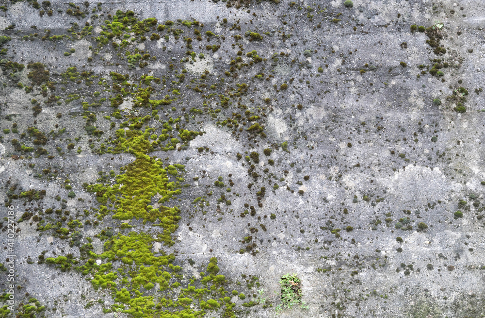 Mossy old concrete background. Aged gray wall covered with green moss.