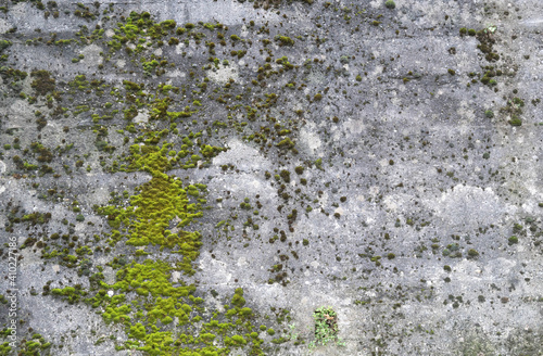 Obraz na płótnie Mossy old concrete background. Aged gray wall covered with green moss. w salonie