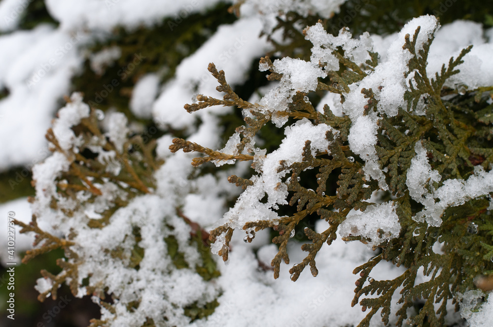 snow on a thuja hedge in winter snow on a thuja hedge in winter