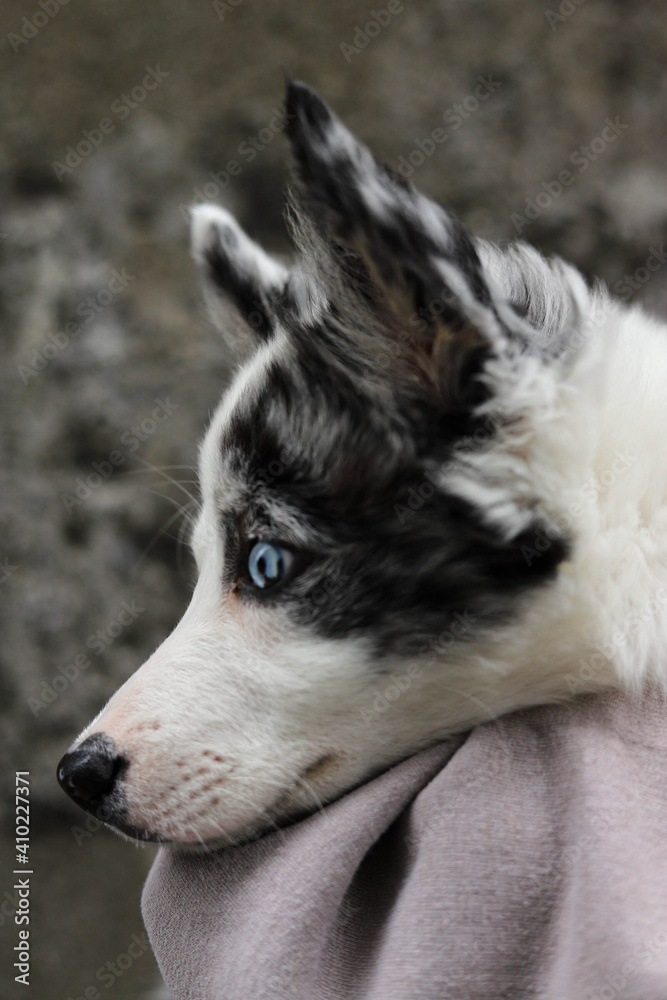 Different eye color dog puppy looking at the camera Different eye color dog puppy looking at the camera