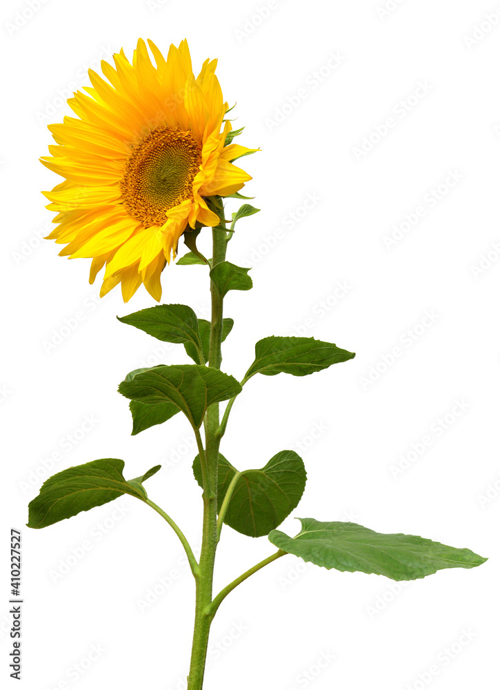 Sunflower isolated on white background. Sun symbol. Flowers yellow, agriculture. Seeds and oil. Flat lay, top view. Bio. Eco. Creative Sunflower isolated on white background. Sun symbol. Flowers yellow, agriculture. Seeds and oil. Flat lay, top view. Bio. Eco. Creative