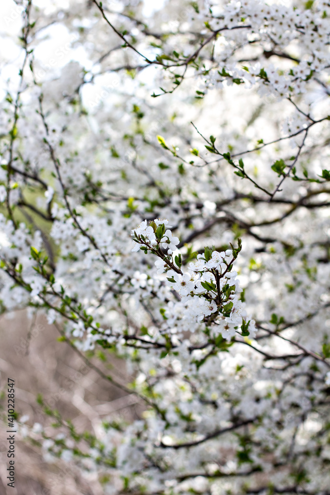 flowering trees, spring, park, flowering fruit trees flowering trees, spring, park, flowering fruit trees