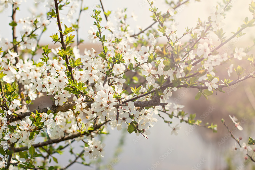 flowering trees, spring, park, flowering fruit trees