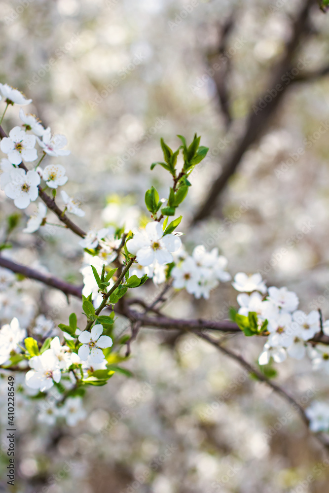 flowering trees, spring, park, flowering fruit trees