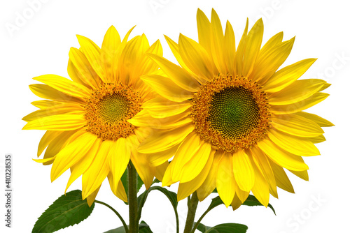 Two sunflowers in bouquet isolated on white background. Sun symbol. Flowers yellow  agriculture. Seeds and oil. Flat lay  top view. Bio. Eco. Creative