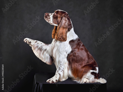 Obraz na płótnie Dog giving a paw up