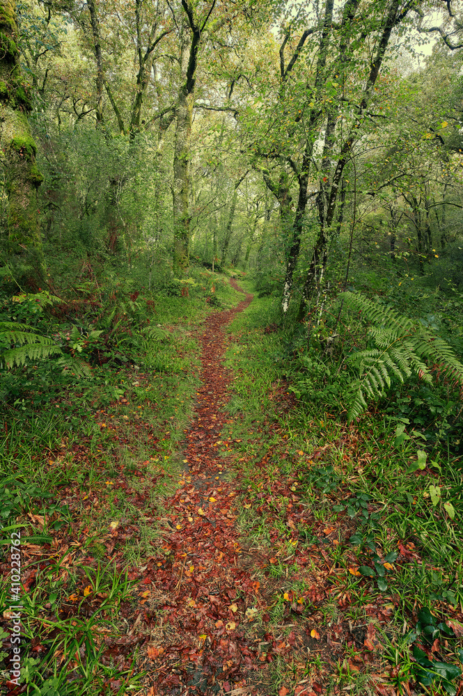 Fototapeta premium Narrow path of red leaves in a beautiful forest in the area of Galicia, Spain.