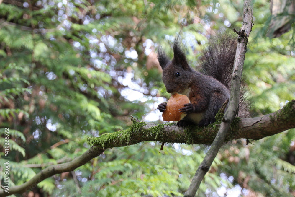 squirrel sitting on a tree branch and eating bread, close-up