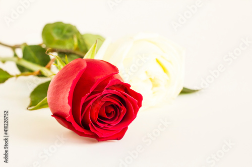 Beautiful fresh red rosebud with green leafs and white rose on white background.Selective focus