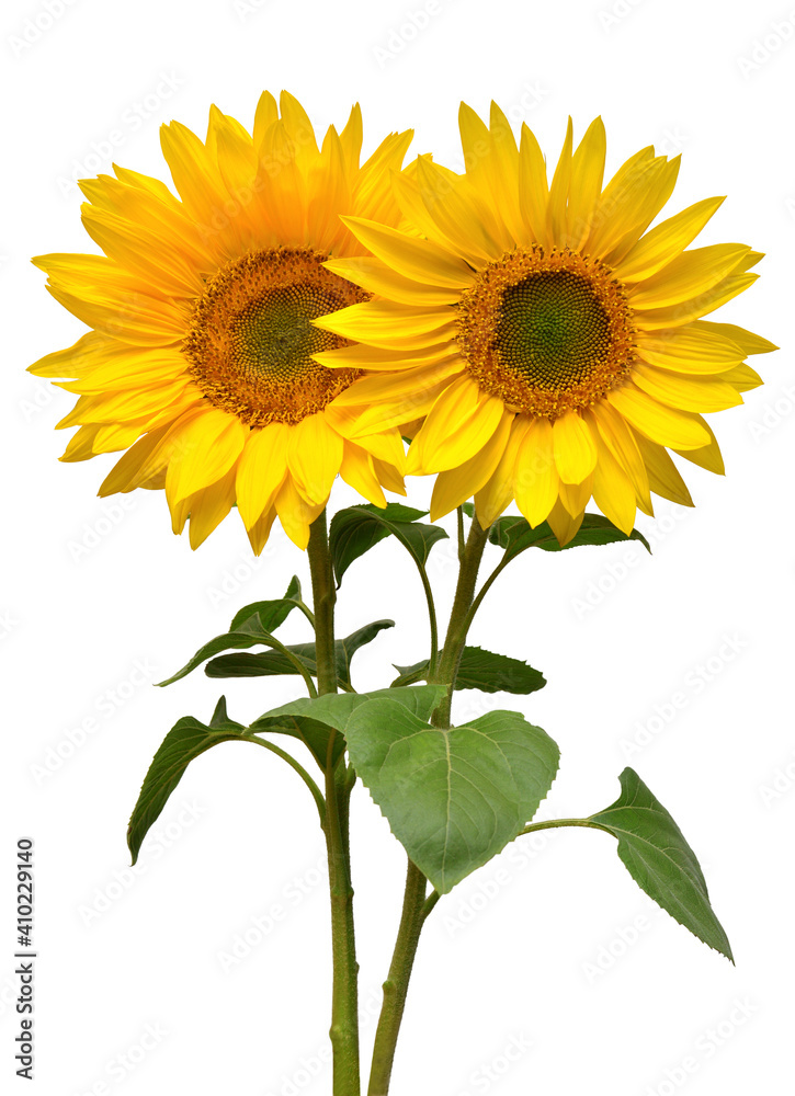 Naklejka premium Two sunflowers in bouquet isolated on white background. Sun symbol. Flowers yellow, agriculture. Seeds and oil. Flat lay, top view. Bio. Eco. Creative