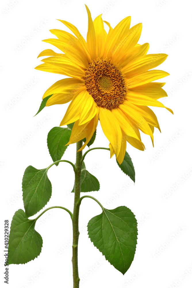 Obraz premium Sunflower isolated on white background. Sun symbol. Flowers yellow, agriculture. Seeds and oil. Flat lay, top view. Bio. Eco. Creative