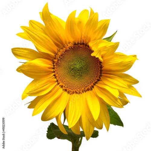 Fototapeta Naklejka Na Ścianę i Meble -  Opening sunflower isolated on white background. Yellow flower